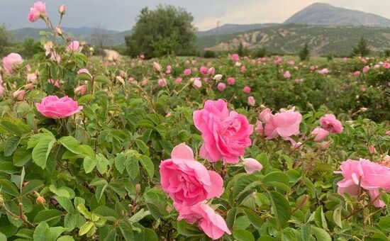Gül Hasadı, Güneykent, Salda Gölü, Sagalassos Turu